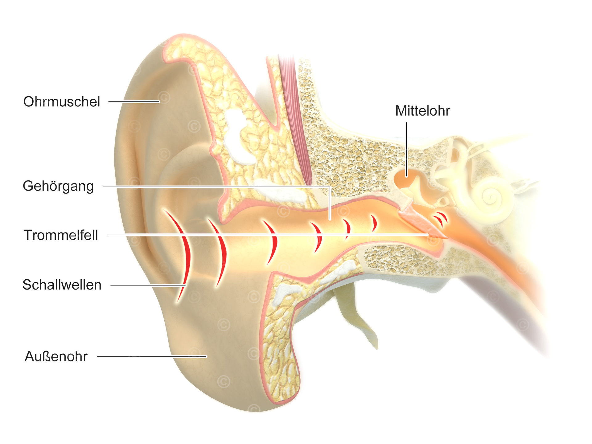 Anatomie Ohr Medizinische Illustration und Grafik
